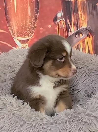 "Stella" RTF2 (SOLD) - Red Miniature Australian Shepherd puppy in Smiths Station, Alabama from Double T Mini Aussies