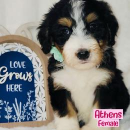 Athens - Tri-color female Bernedoodle puppy in Beecher, Illinois from Erica’s Doodles