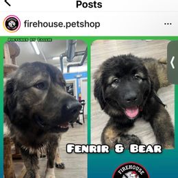 Bear - Grizzle Caucasian Shepherd Dog puppy in Evans, Washington from Guardian Kennels