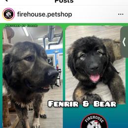 Bear - Grizzle Caucasian Shepherd Dog puppy in Evans, Washington from Guardian Kennels