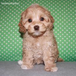 Coral - Caramel female Australian Labradoodle puppy in Hackettstown, New Jersey from Sunny Heart Doodles
