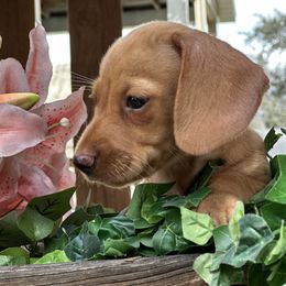 Saturn - Sable female Dachshund puppy in Winter Park, Florida from Reed's Radiant Dogs