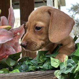 Saturn - Sable female Dachshund puppy in Winter Park, Florida from Reed's Radiant Dogs