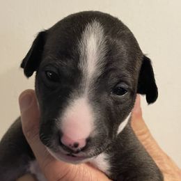 Girl 3 - Italian Greyhound puppy from Ziggy's Iggys Northwest