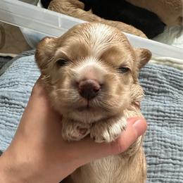 AKC Thyme - not available - Buff male Cocker Spaniel puppy in Cincinnati, Ohio from Abundance of Joy LLC Cocker Spaniels