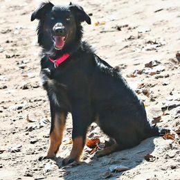 Australian Shepherd Puppies from Diamond Aussies N the Rough