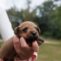 Isla-Read Full Description - Red female Dachshund puppy in Auxvasse, Missouri from Above Par Kennels