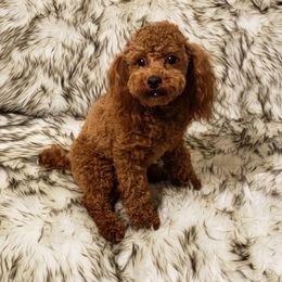 Poodle All Grown Up from M & M Poodles