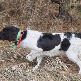 Kleine Munsterlanders from Robingun Kennels