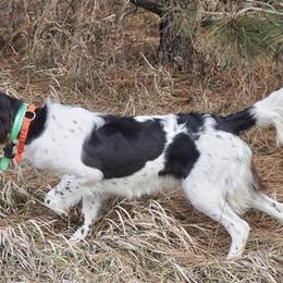 Kleine Munsterlanders from Robingun Kennels