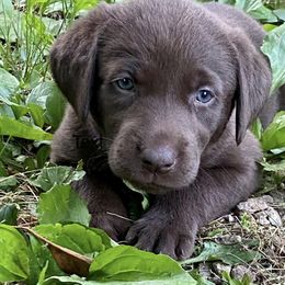 Dilute Retrievers from Hagler Homestead Labs