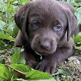 Dilute Retrievers from Hagler Homestead Labs