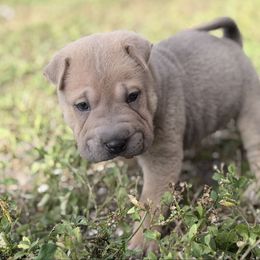 Fish - Blue sable female Chinese Shar-Pei puppy in Lehigh Acres, Florida from Florida Wrinkles