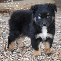 Marvel - Black tri male Miniature Australian Shepherd puppy in Patterson, North Carolina from DreamLine Aussies