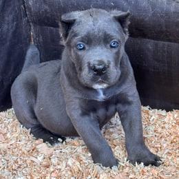 Gray 2- Green Collar - Gray male Cane Corso puppy in Compton, California from Urban League Cane Corso