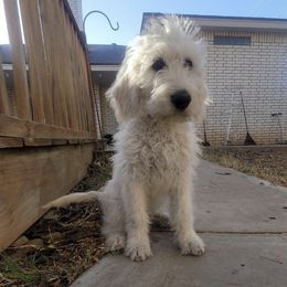 Labradoodles, Poodles, and Sheepadoodles from Oodles of poodles and doodles