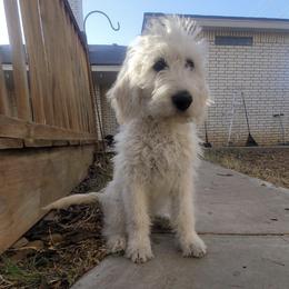 Labradoodles, Poodles, and Sheepadoodles from Oodles of poodles and doodles