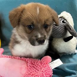 Male 1 Sable Bluie with Strip - Blue male Pembroke Welsh Corgi puppy in Moundville, Alabama from Cartee Corgis - Debi Cartee Mills