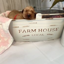 Golden Retriever Puppies from Sunshine Mountain Retrievers