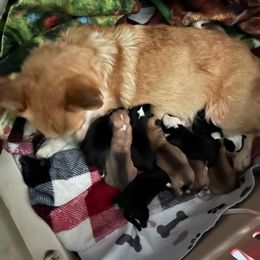 Pembroke Welsh Corgi Puppies from Fuzzy Butt Corgis