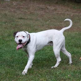 Gus - American Bulldog