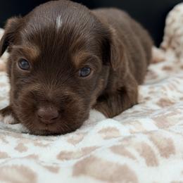 Girl 2 - Red tri female Miniature Australian Shepherd puppy in Arcadia, Indiana from Sunset Cowgirl Mini Aussies