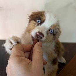 Merle - Red merle male Miniature Australian Shepherd puppy in Kellerton, Iowa from Ebersole Ranch