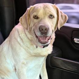 COOKIE - Labrador Retriever