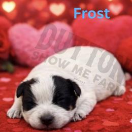 Frost - Blue mottled male Australian Cattle Dog puppy in Oronogo, Missouri from Dutton's Show Me Farms