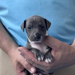Girl 1 - Blue female Italian Greyhound puppy in Sugar Valley, Georgia from Pinnacle Farm and Kennel