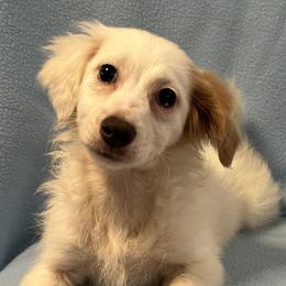 Lily - Cream female Assorted Doodle Crosses puppy in Bell, Florida from BellCrist Little bits