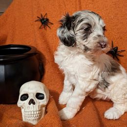 Ginger - Merle female Labradoodle puppy in Somerset, California from Annie’s Animals