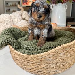 Brown - Merle male Cavapoo puppy in Indiahoma, Oklahoma from Farm Fresh Doodles