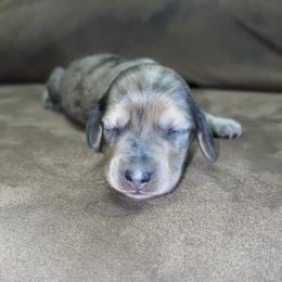 Evelyn (Russian lines) - Dapple female Dachshund puppy in Goldthwaite, Texas from Mini Mama Dachshunds