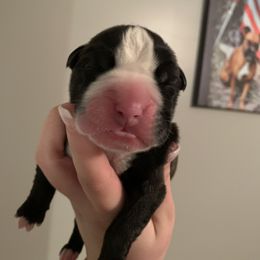 Boy 1 - Boxer puppy in Henderson, Tennessee from Vom Broadvalley