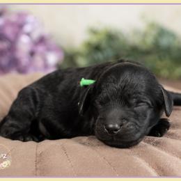 Tuscon - Black male Cockapoo puppy in Connersville, Indiana from Deaz Doodle Ranch