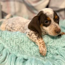 Clyde - Piebald male Dachshund puppy in Decatur, Mississippi from KP Dachshunds