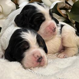 English Springer Spaniel Puppies from Cedarhaven Springer Spaniels