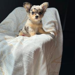 Chihuahua puppies from BabydollYorkiesofTexas