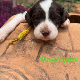 Boy 2 - male Australian Labradoodle puppy in Sedona, Arizona from Red Rock Doodles