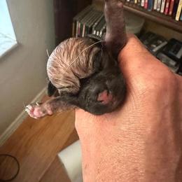 Boy 1 - Fawn male Pug puppy in Boynton Beach, Florida from Camp Pug