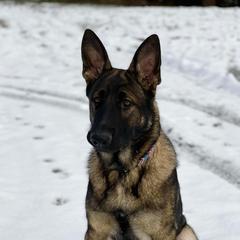 Phoenix - German Shepherd