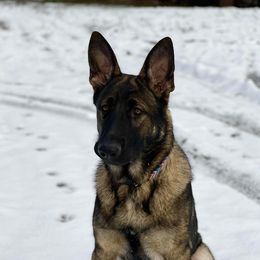 Phoenix - German Shepherd