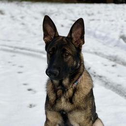 Phoenix - German Shepherd