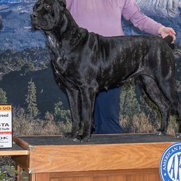 Ursaula - Cane Corso