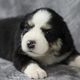 Miniature American Shepherd Puppies from AKC Emerald Minis