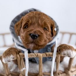 Seam - Red  male Goldendoodle puppy in Jamestown, Kentucky from Milk & Honey Doodles