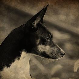 Hottie - Rat Terrier