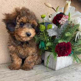 Santa - Sable male Cavapoo puppy in Los Angeles, California from Myles Barnum