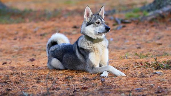 Find West Siberian Laika puppies for sale near Enid, OK